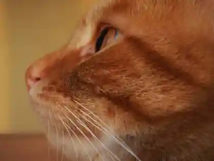 Ritratto ravvicinato di un gatto dagli occhi verdi